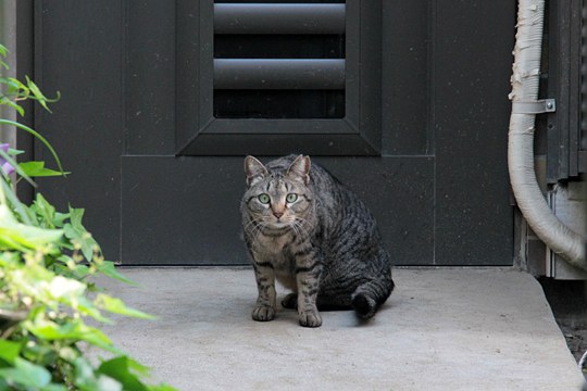 太田区のねこ