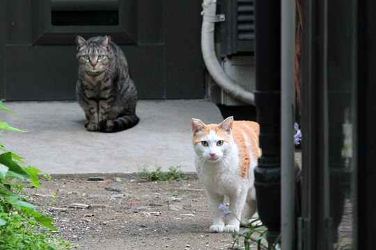 太田区のねこ