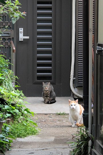 太田区のねこ