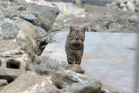 太田区のねこ