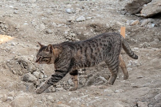 太田区のねこ