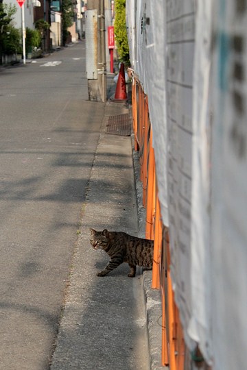 太田区のねこ