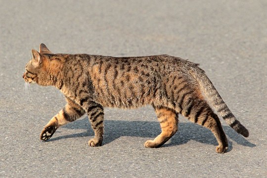 太田区のねこ