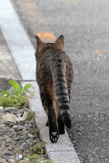 太田区のねこ
