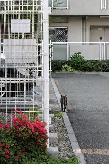 太田区のねこ