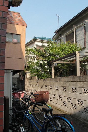 太田区のねこ
