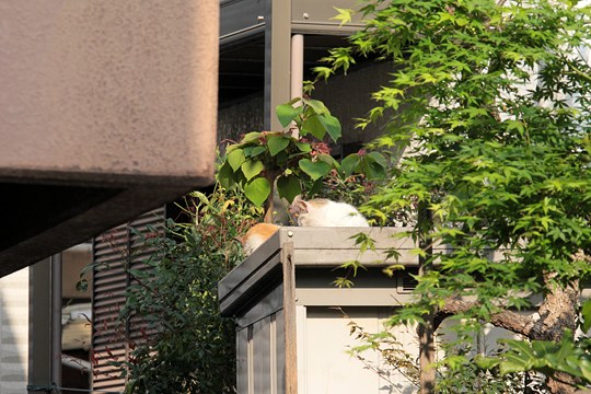 太田区のねこ