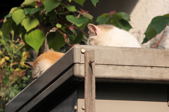 太田区のねこ