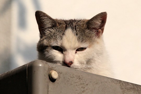 太田区のねこ