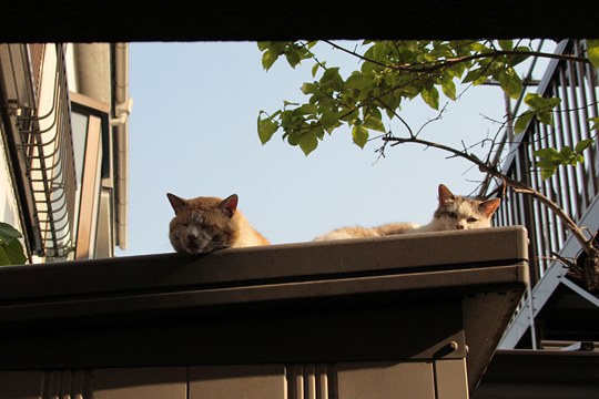 太田区のねこ