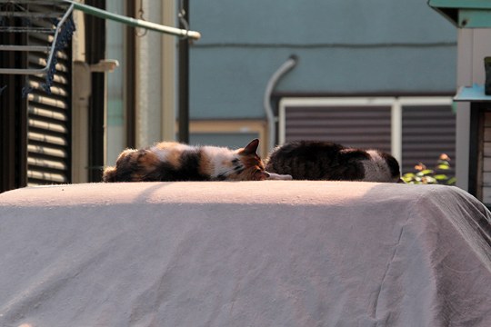 太田区のねこ