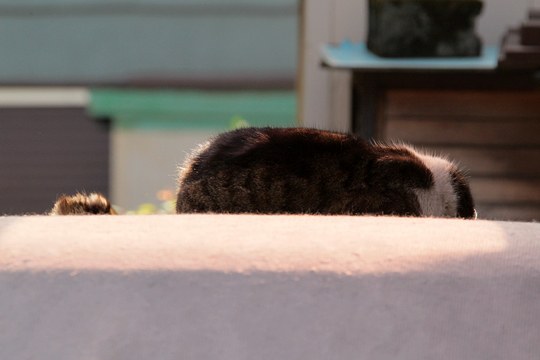太田区のねこ