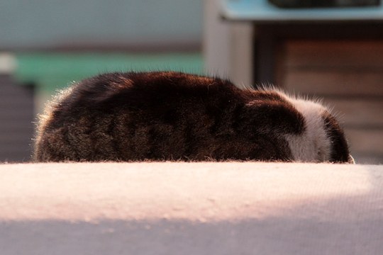 太田区のねこ