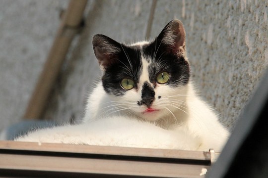 太田区のねこ
