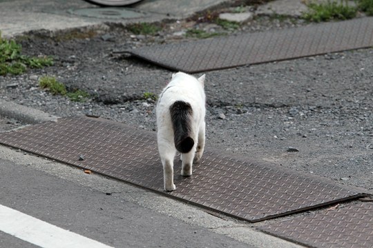 太田区のねこ