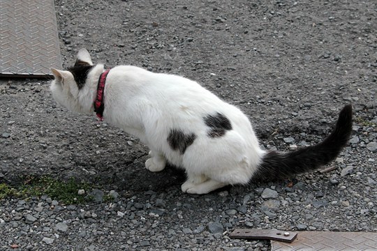 太田区のねこ