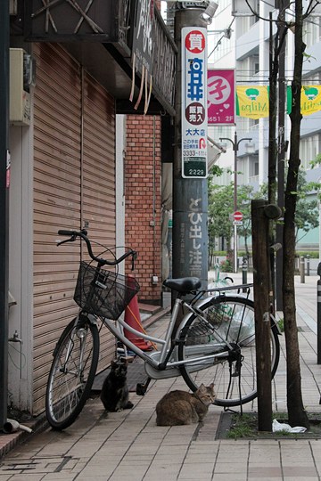 太田区のねこ