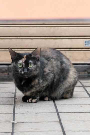 太田区のねこ