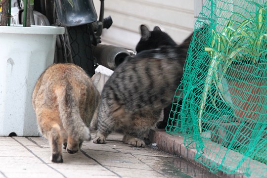 太田区のねこ