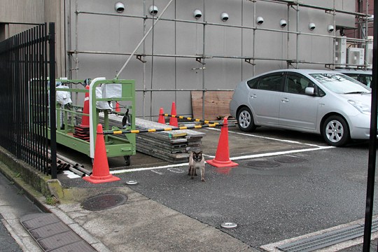 太田区のねこ