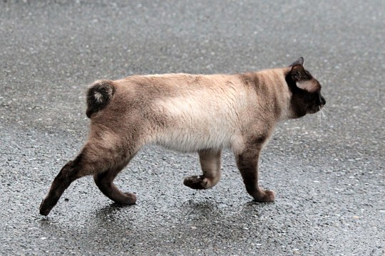 太田区のねこ