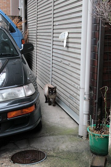 太田区のねこ
