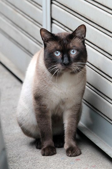 太田区のねこ