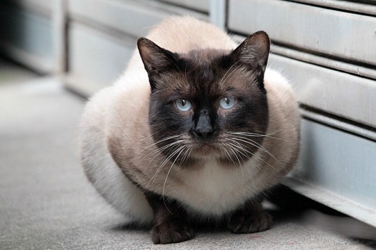 太田区のねこ