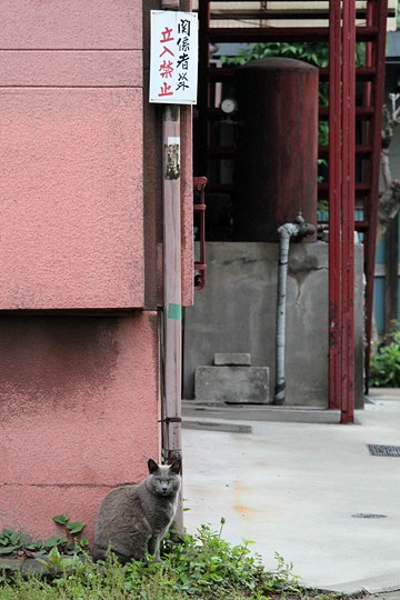 太田区のねこ