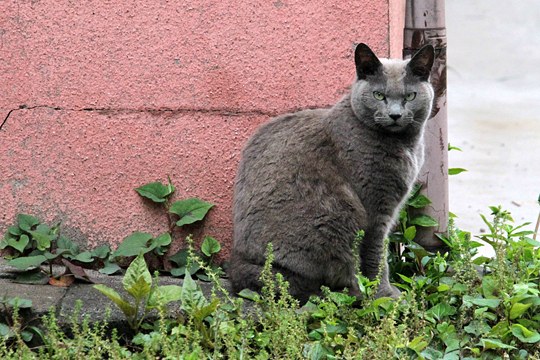太田区のねこ