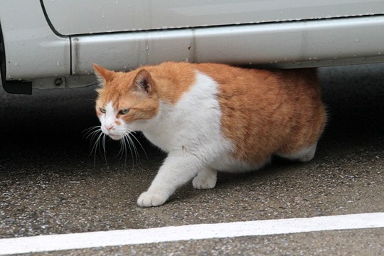 太田区のねこ