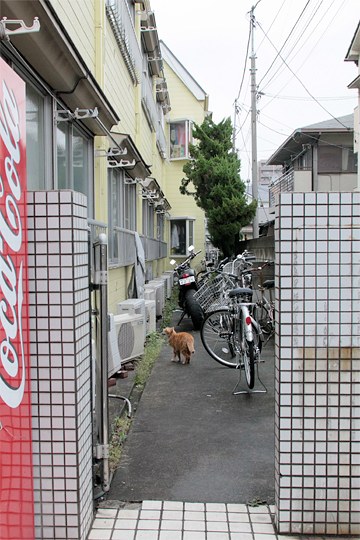太田区のねこ