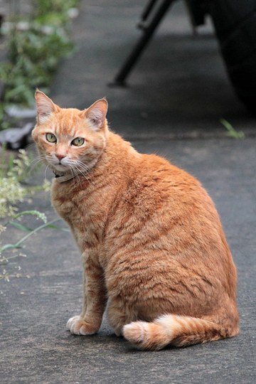 太田区のねこ