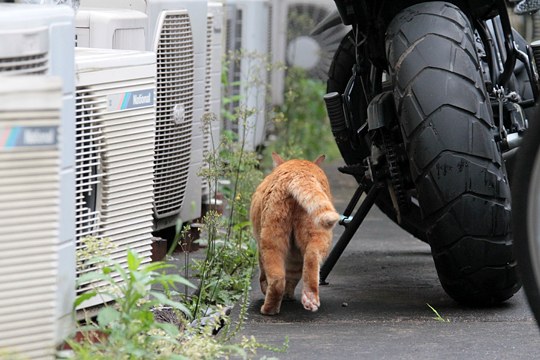 太田区のねこ