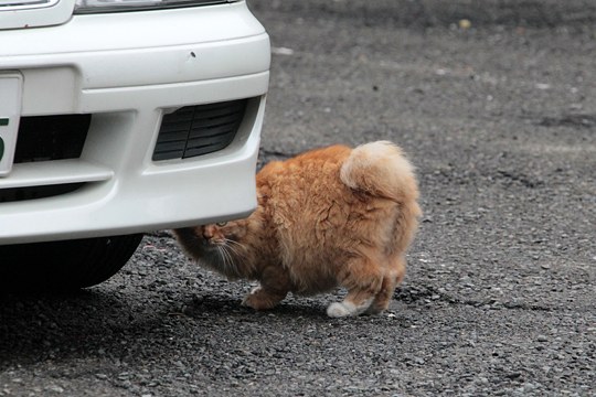 太田区のねこ