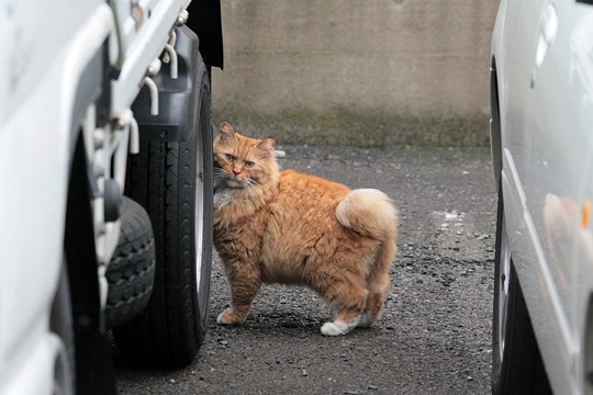 太田区のねこ