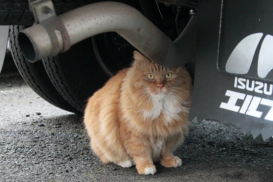 太田区のねこ