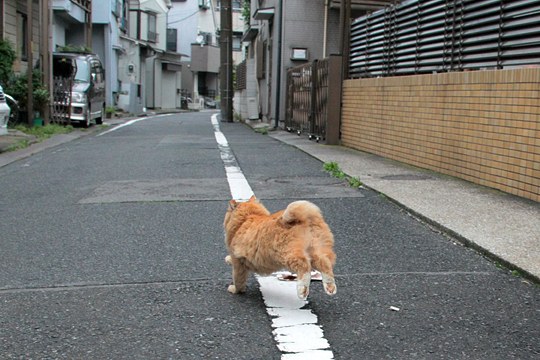 太田区のねこ
