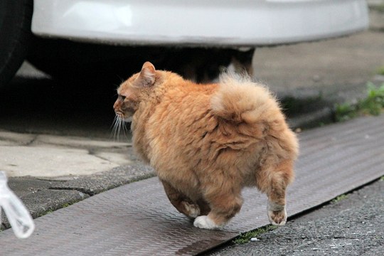 太田区のねこ