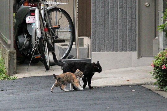 太田区のねこ