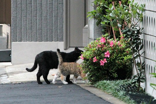 太田区のねこ