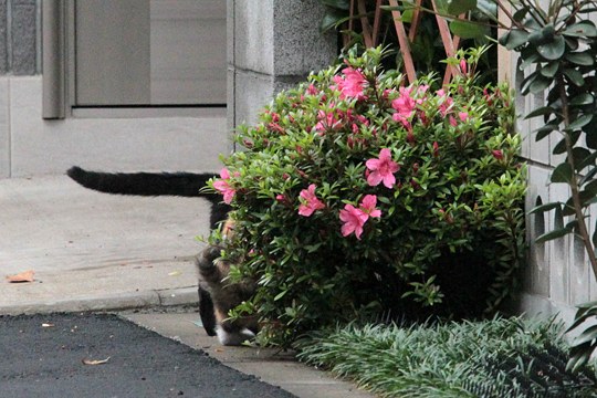 太田区のねこ
