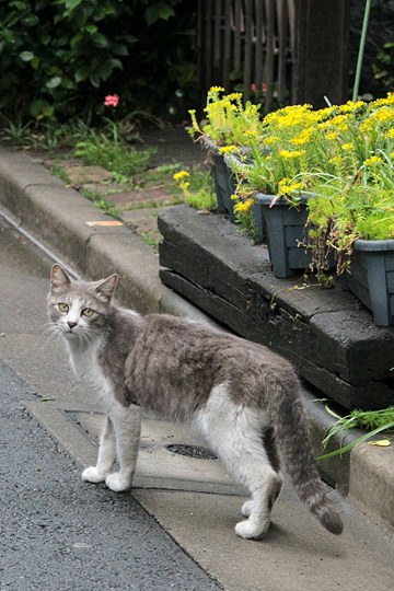 太田区のねこ
