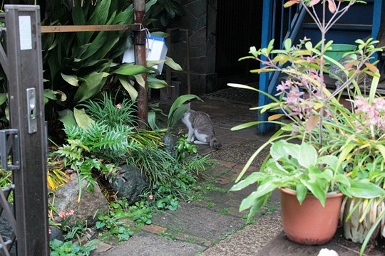 太田区のねこ