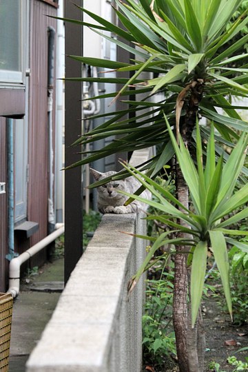 太田区のねこ