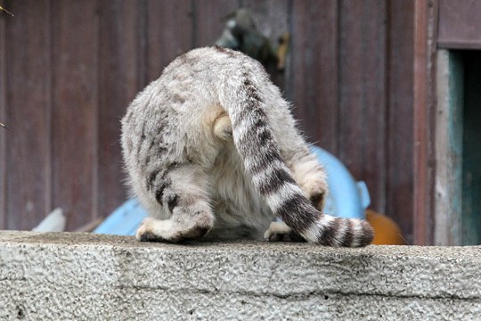 太田区のねこ