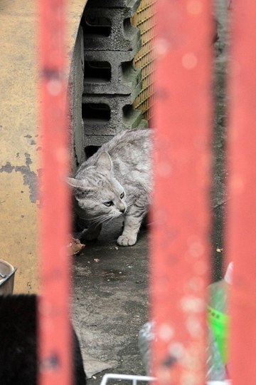 太田区のねこ