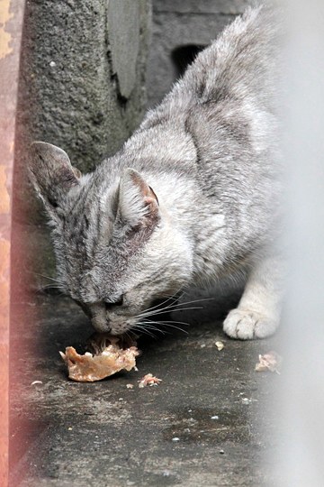 太田区のねこ