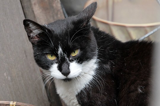 太田区のねこ