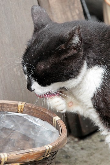 太田区のねこ